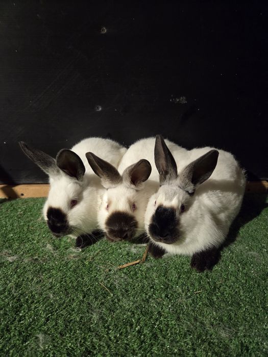 Króliki kalifornijskie młode samice i samce