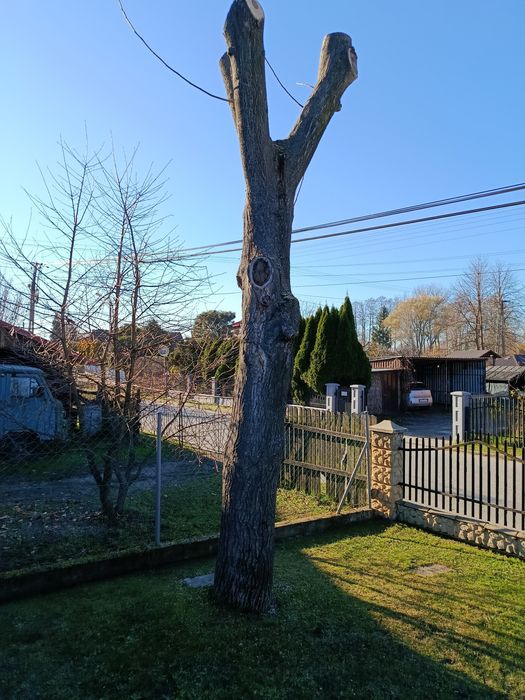 Orzech włoski pień