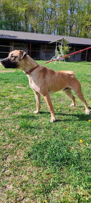 American Staffordshire Terrier szuka domu schronisko Zgierz -aktualne