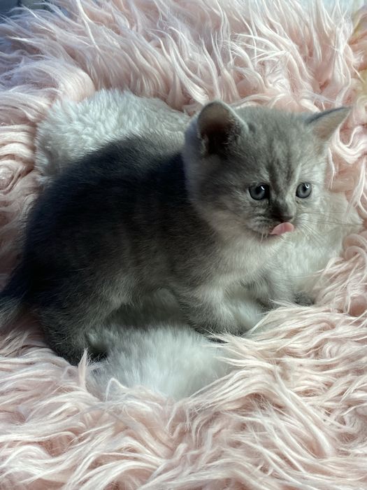 Серебристая шиншилла