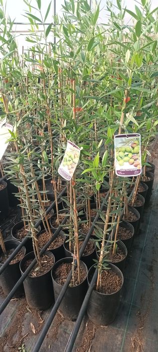 Oliveira Galega de vários tamanhos