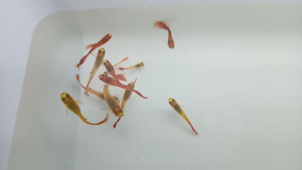 Lindos Guppy Red Blonde puros