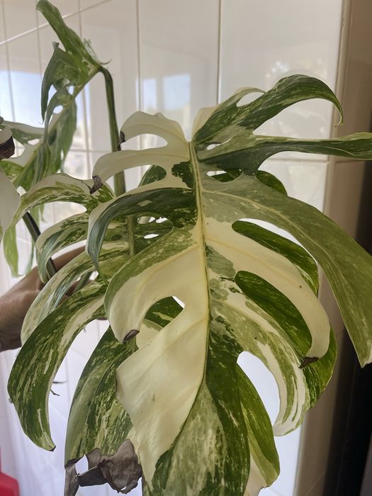 Monstera variagata