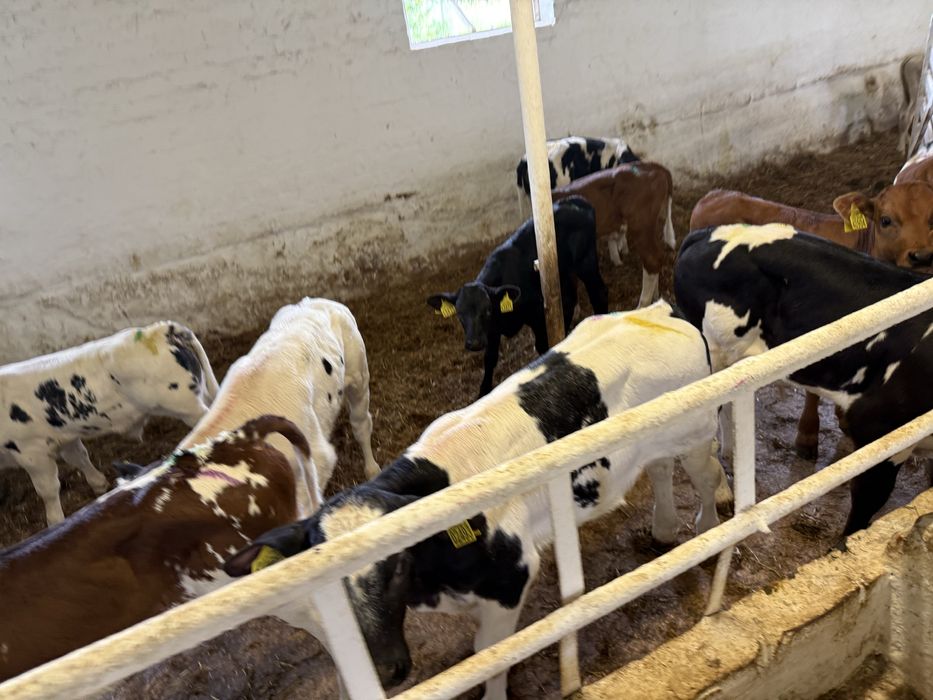 Byki i jalowki na stalej paszy