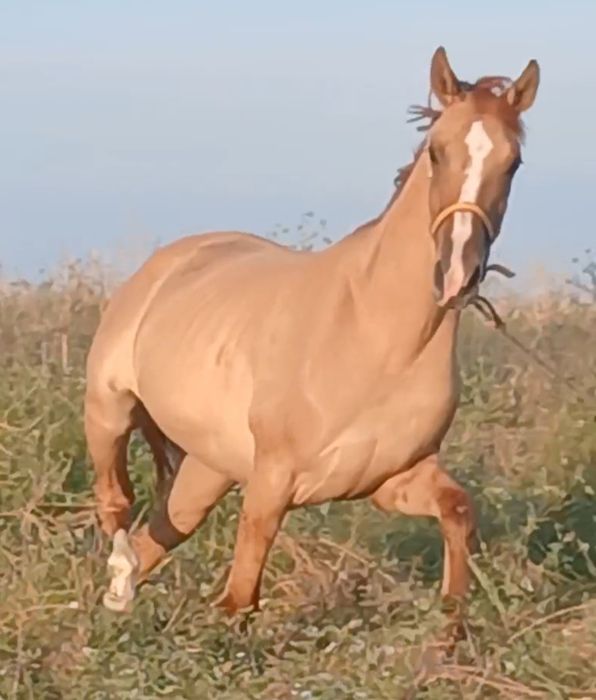 Vendo poldra 3 anos