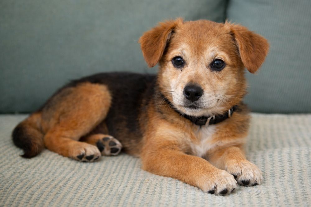 Petsitter - opieka nad zwierzetami podczas nieobecności właścicieli