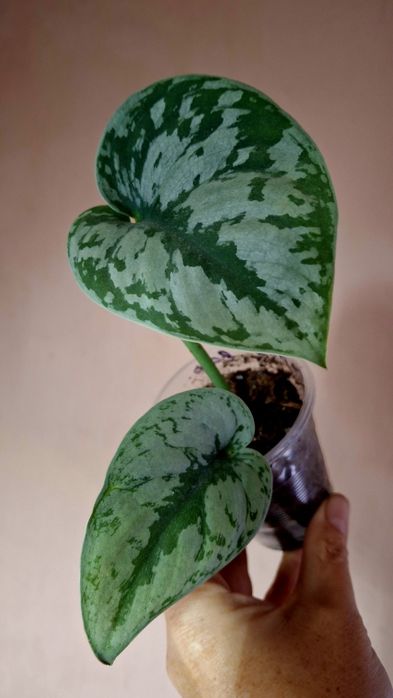 Сциндапсус Пиктус Треби