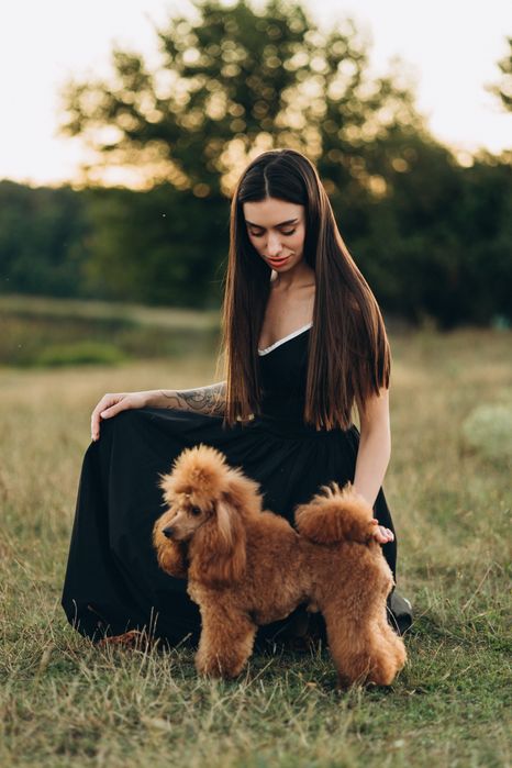 В'язка Той Пудель | Мініатюра  КСУ/FCI | генетично тестований
