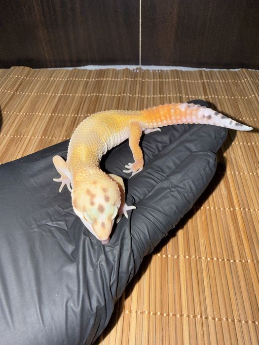 Młode gekony lamparcie