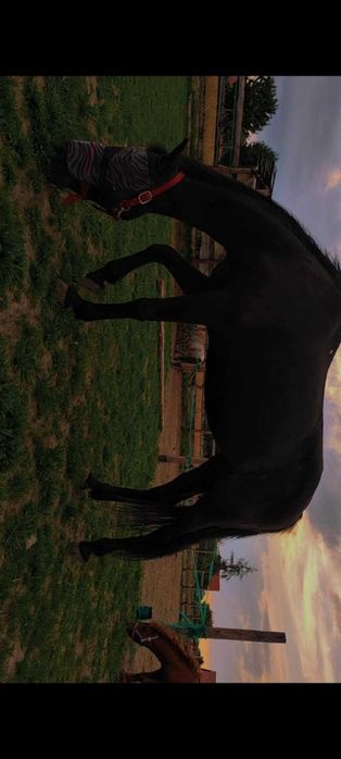 Sprzedam zamienię ładnego konia