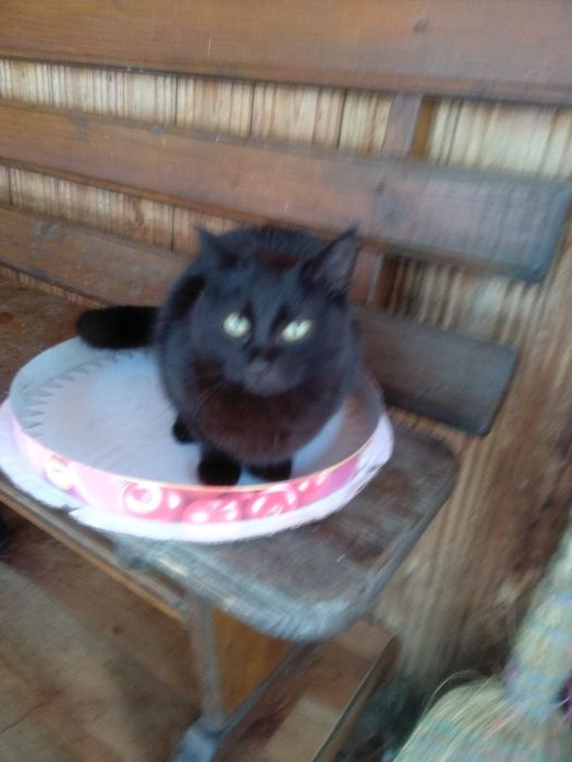 Коти коточері котєтко