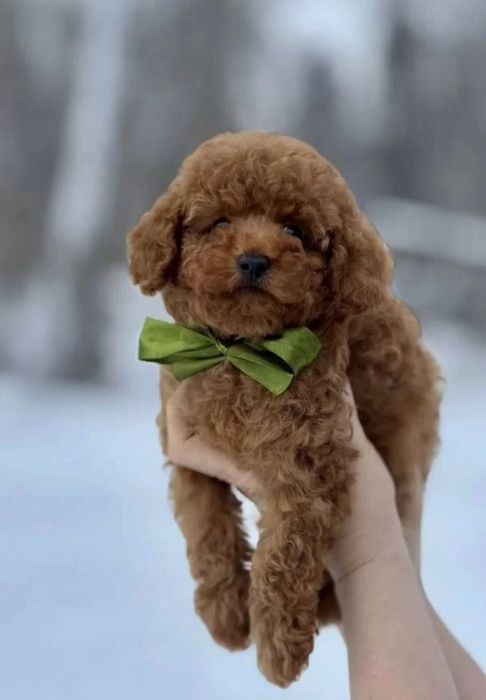 Хлопчик той пудель , гарненький красавчік