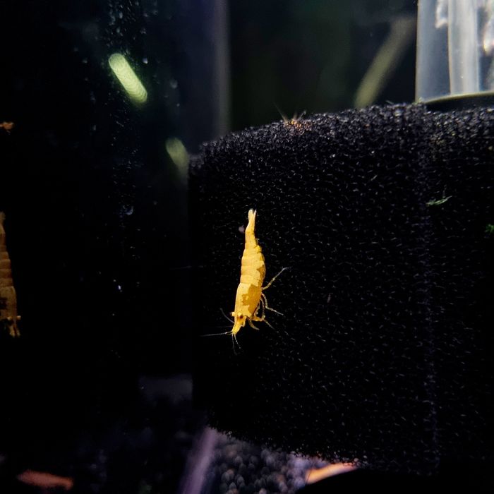 Krewetka yellow fire (żółte)