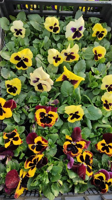 Bratki od Producenta