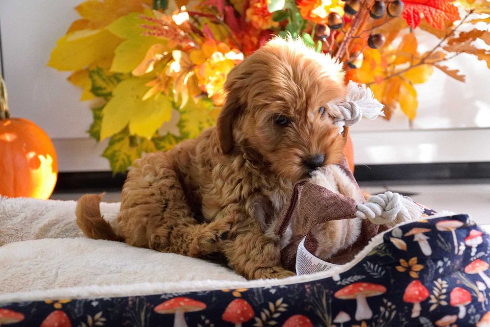 Cockapoo sunia F1 Cocker spaniel & pudel miniatura