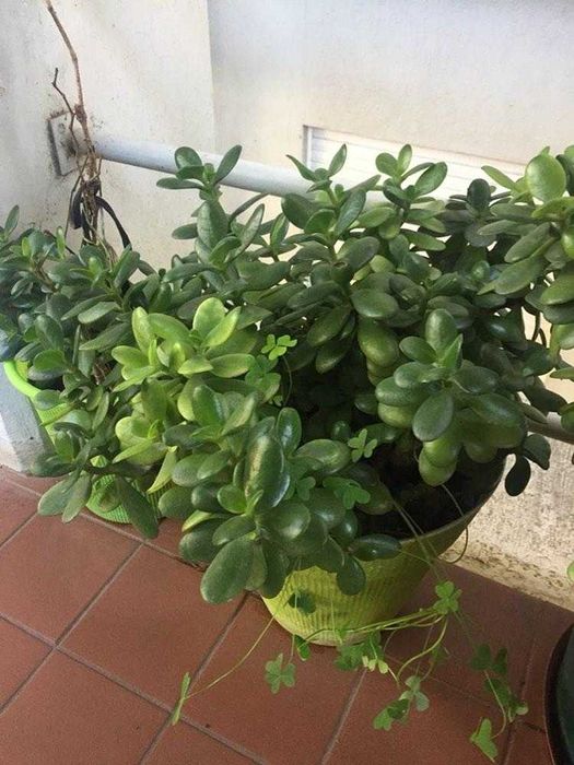 Novas plantas variadas