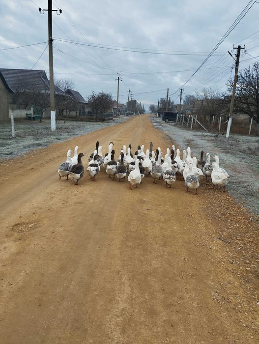 Гуси на розвод очень хорошие