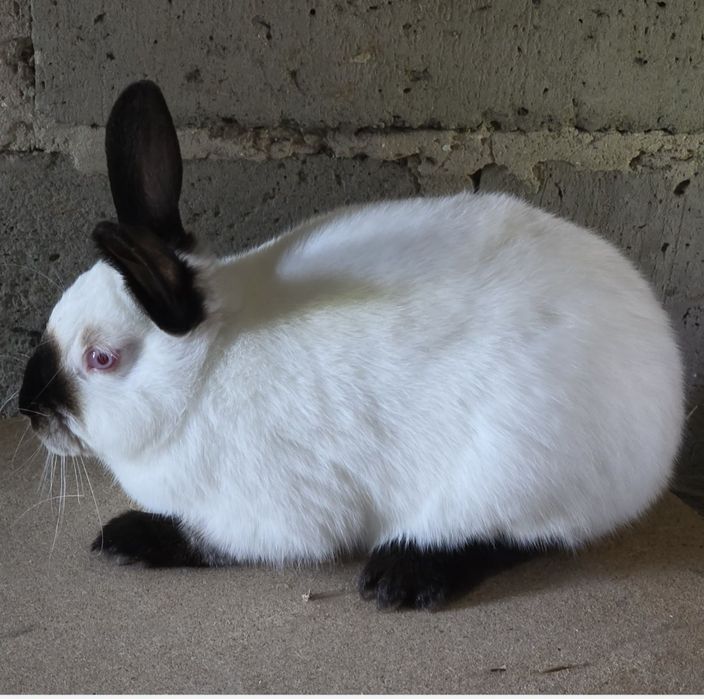 kalifornijski samiec