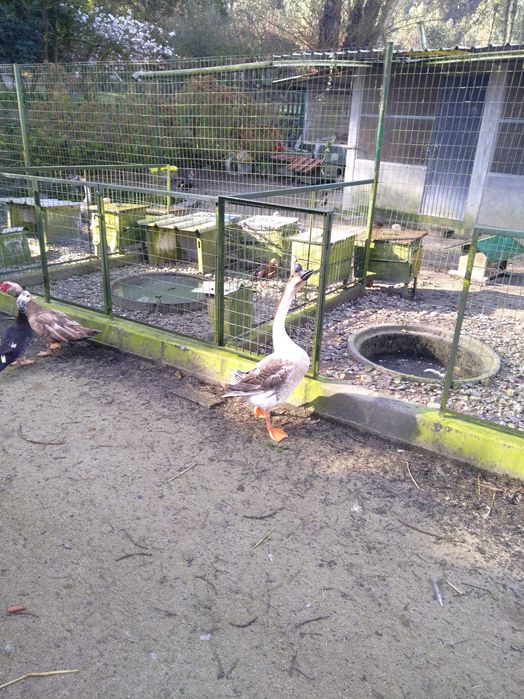 Ganso da Guiné macho adulto troco por fêmea adulta