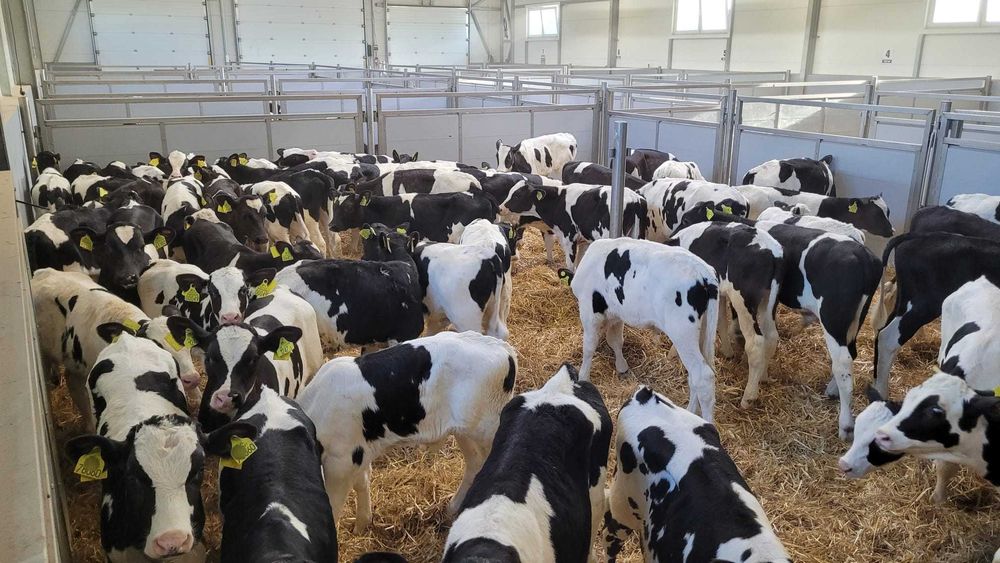 Byczki Cielęta Jałówki MM NCB HF POLSKIE