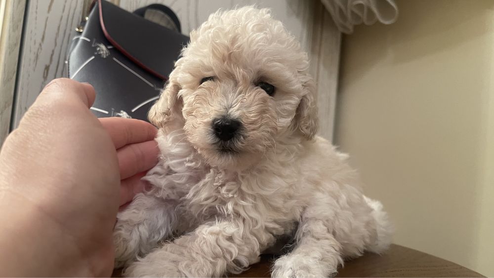 той  пудель  беби фейс цуценята