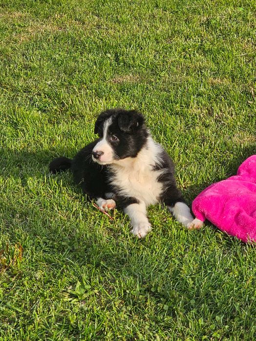 Border collie - gotowy do zmiany domku