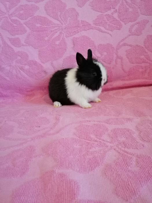 Króliczek karzełek Teddy, Lewek, Mini Lop