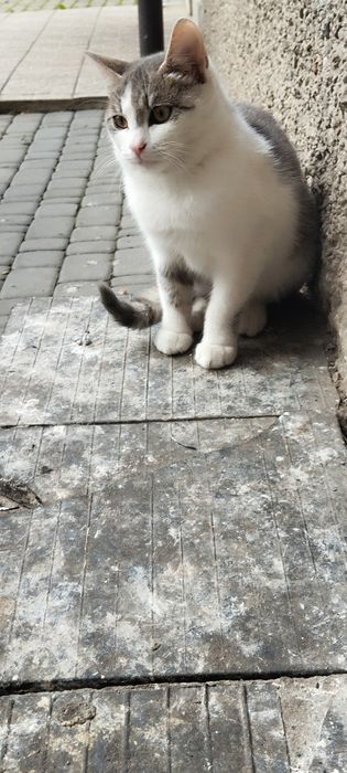 Безкоштовно киця