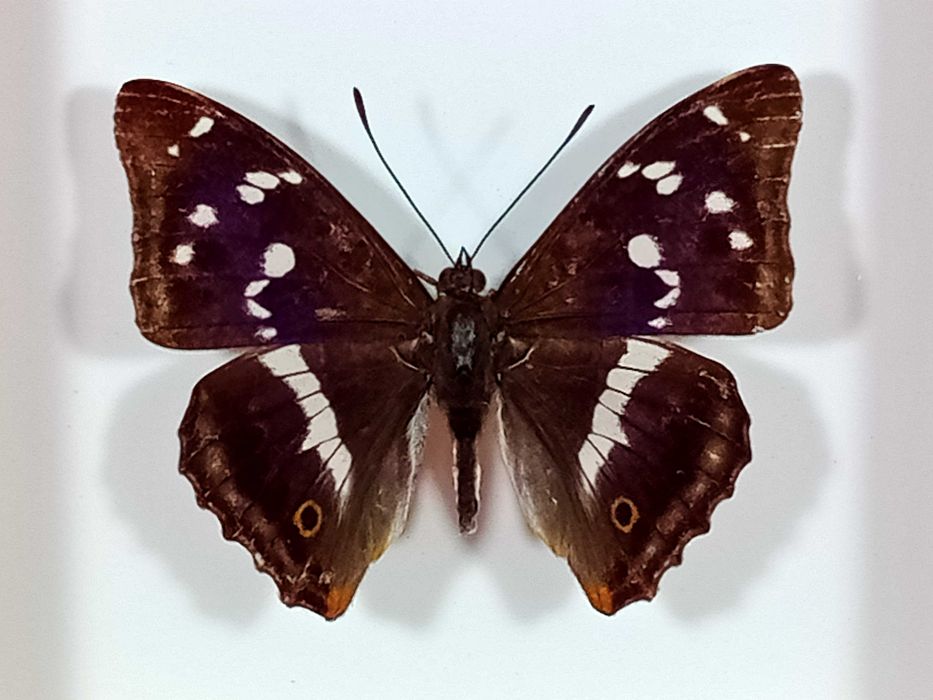 Motyl w ramce 12x10 cm . Apatura iris - Mieniak tęczowiec .