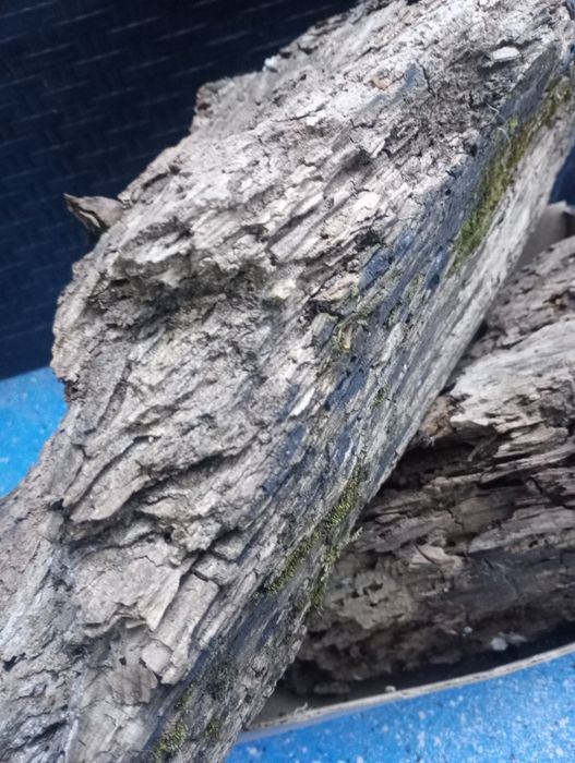 Próchno lipowe do dymienia pszczół lub terrariów bardzo suche i bardzo stare