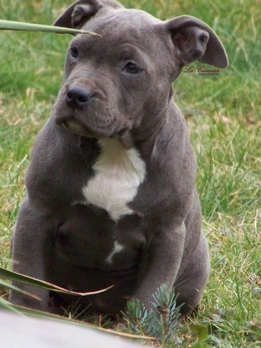American Staffordshire Terrier Blue Amstaff Suczka