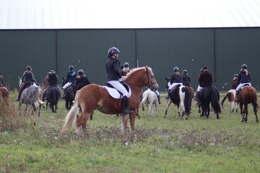 Ogier Haflinger Birbal Familia