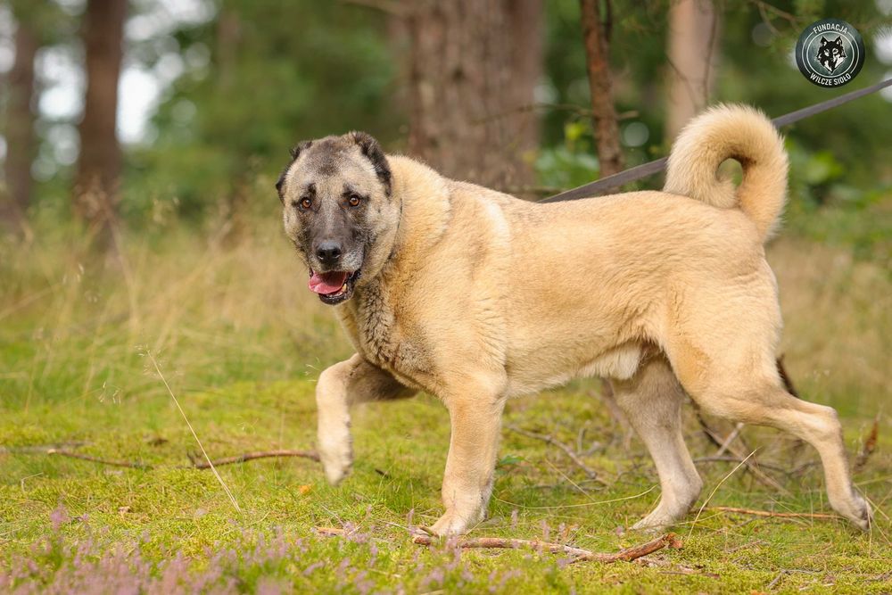 Hektor , około 4 letni kangal do adopcji z fundacji