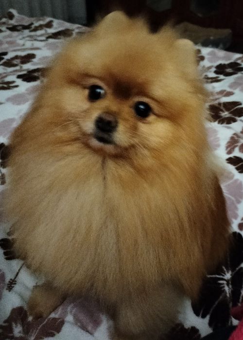 Померанський Шпіц -Вязка