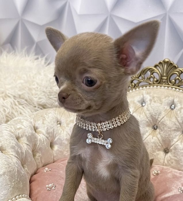 Chihuahua liliowa malutka xs sunia. Mega cudo. JUŻ DO ODBIORU