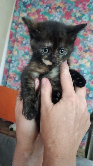 Котята в заботливые руки. Котенок бесплатно. Кот. Котик.  Кошка даром