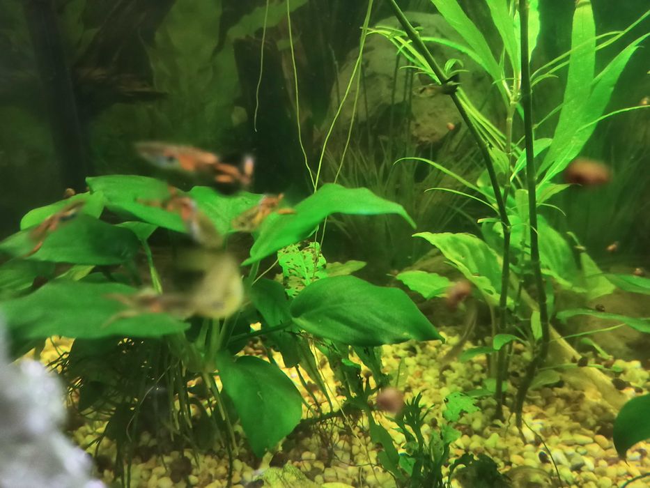 аквариумные рыбки: гуппи, моллинезии, меченосцы Санта-Клаус (Кохаку)