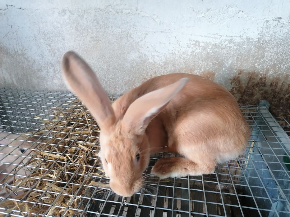 Coelho Macho F1 hycole - 3 meses