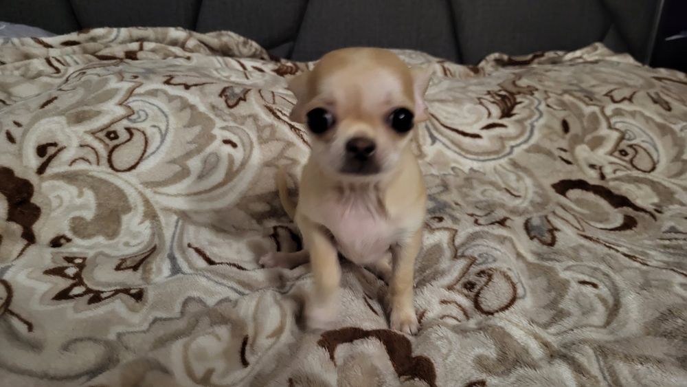 Чіхуахуа міні хлопчік