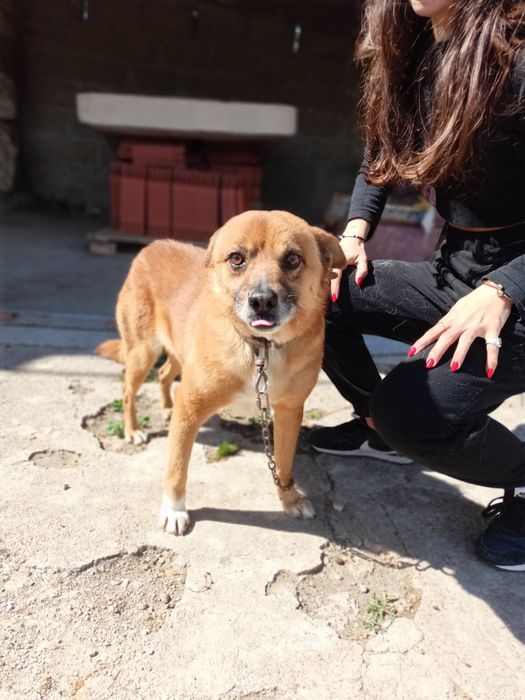 Cão meigo para adoção