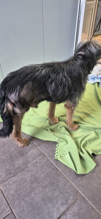 Piesek około.7 lat
Siedem lat7. 7