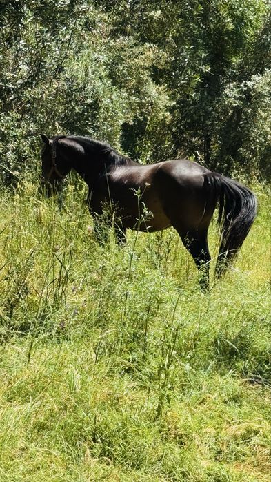 Troco cavalo por poldro