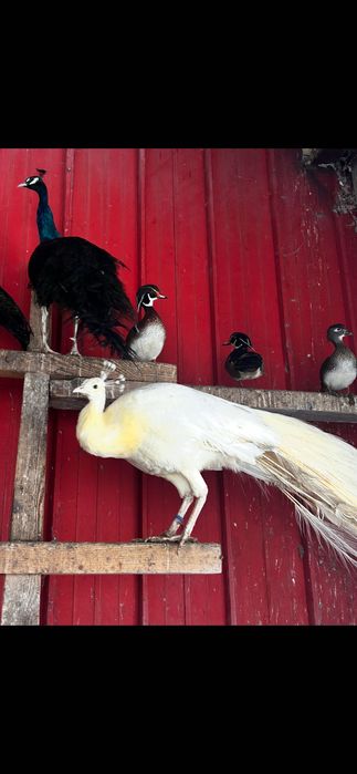 Pawie  czarnoskrzydłe i indyjskie młode i dorosłe. Karolinki. Łabędzie