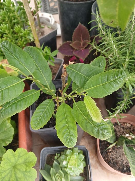 Castanheiro pronto para por na terra.
