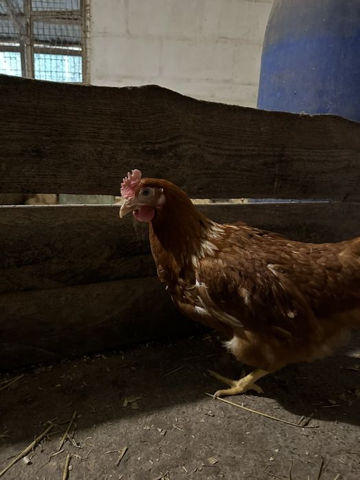 Ломан-Браун, 5,5 місяці