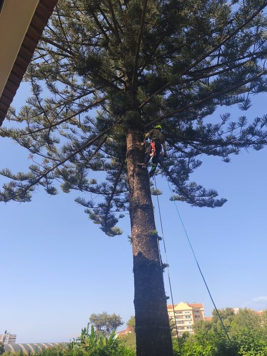 Poda de Árvore e limpeza de terrenos