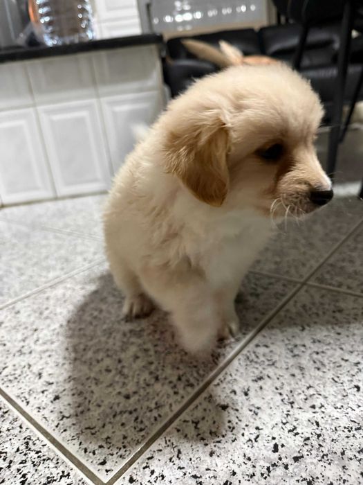 Cão de companhia