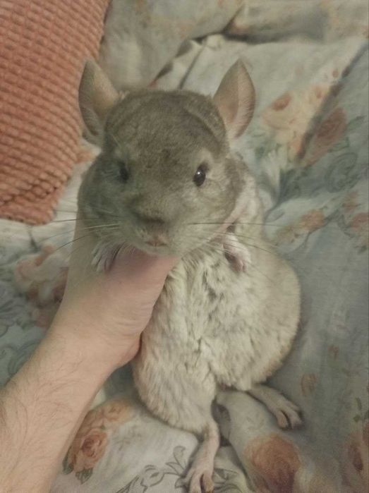 Пухнаста радість