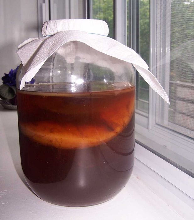 Grzybek herbaciany.  Kombucha. Kraków.