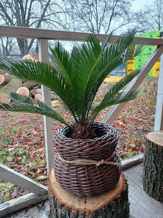 Квіти для колекціонерів.Цикас.